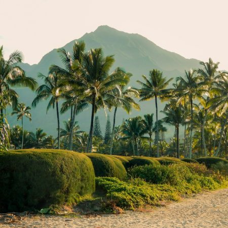 green-leafed coconut trees